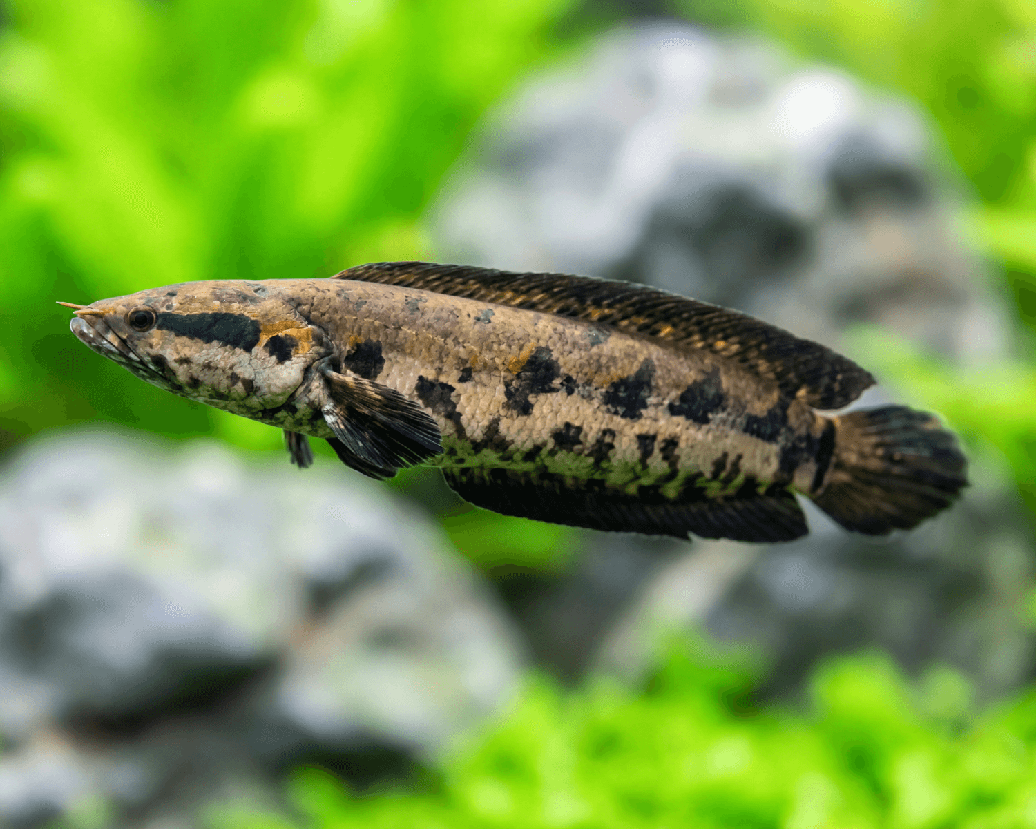 Parachanna obscura (African Snakehead)